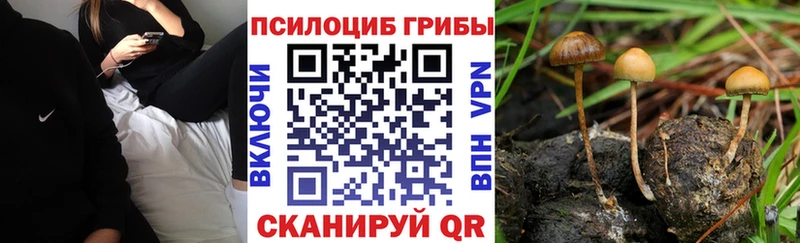 купить  сайты  Вытегра  Галлюциногенные грибы Cubensis 